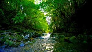 幽静绿林山涧溪流