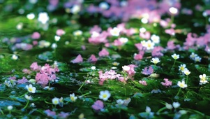 水中花