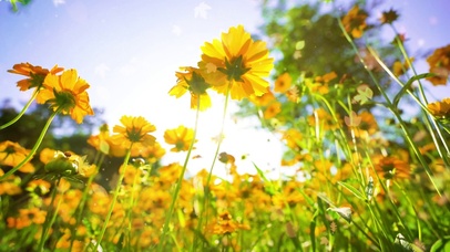 深拥必伤是阳光