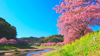 春暖花开河边樱花