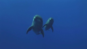 4K 高清 两只海豚追逐嬉戏