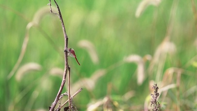 初夏的蜻蜓