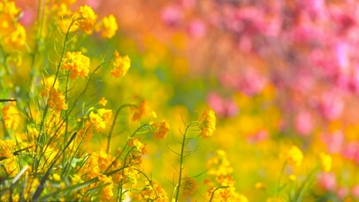 小清新养眼油菜花