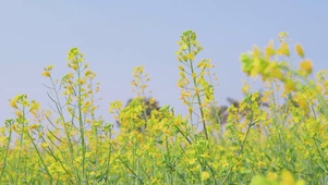 4K唯美蓝天黄色油菜花春天