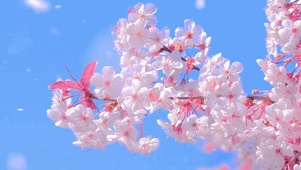风花恋