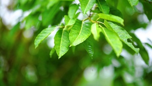 唯美树叶上的雨滴