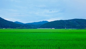 乡村稻田