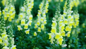 春天鲜花