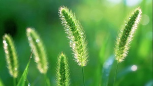 晨曦中的狗尾巴草