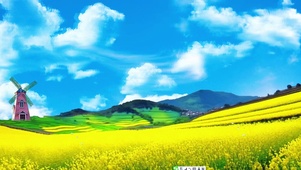 油菜花开