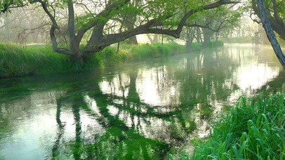 绿林河流鸟叫声