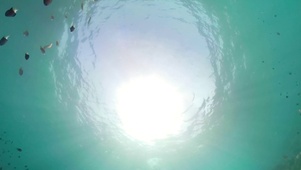 海洋鱼群