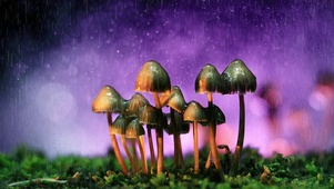 雨天小蘑菇