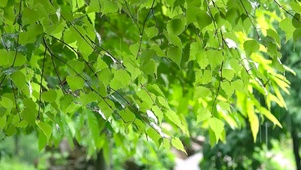 4K清凉夏日绿叶雨