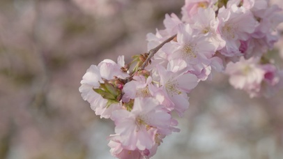 粉色小花朵
