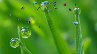 4k护眼绿色热带鱼水族