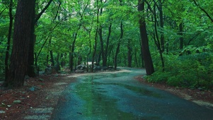 雨天清凉绿树林小路
