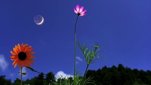 摇曳的小花