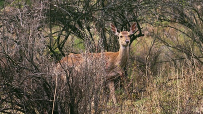 4k野生梅花鹿动物吃草觅食