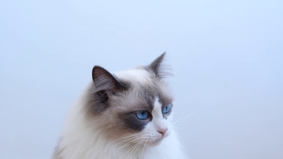 4K宠物猫猫咪布偶猫小猫