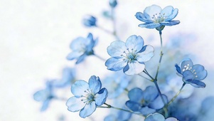 蓝花漫语