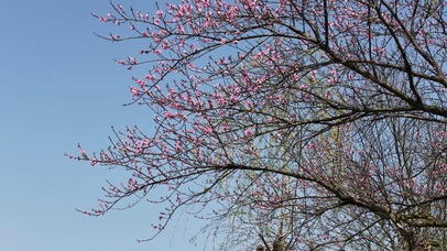 春天桃花盛开红色桃花