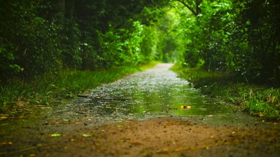 雨天清新绿林小路