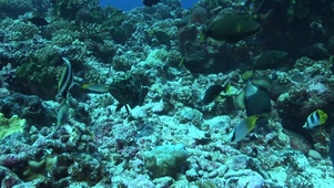 4k水族馆