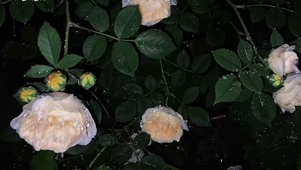 雨中玫瑰