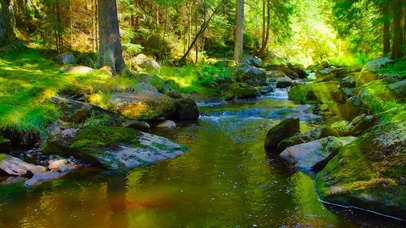 阳光绿林流水