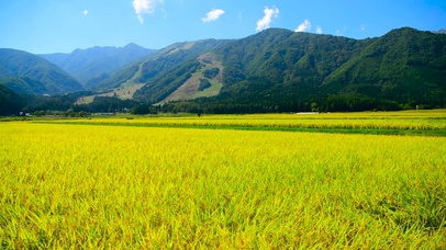 4K金黄色的稻田