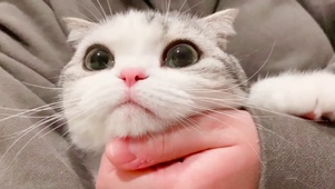 小泡芙~