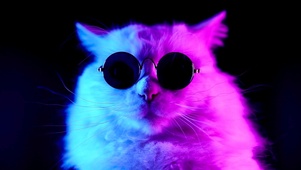 冷酷猫咪