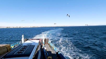 海峡渡轮和海鸥