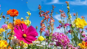 护眼花草树木带鱼屏