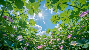 晴空下的清新治愈花海