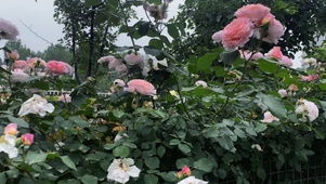 4K唯美玫瑰花束