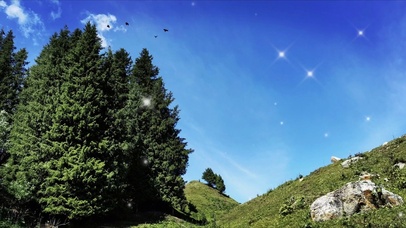 蓝天 白云 大树