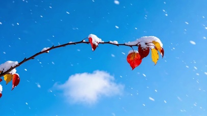 雪落秋枝 晴空美景