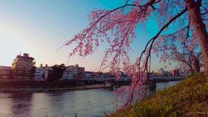 东京樱花街道