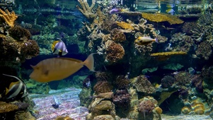 水族馆