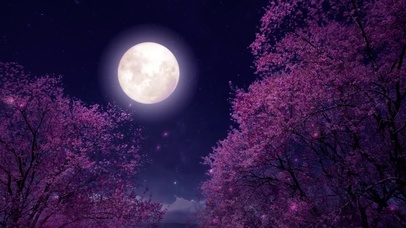 月下樱花
