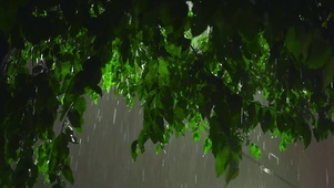 治愈雨天绿叶