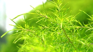 夏天唯美雨后植物