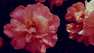 花蕊