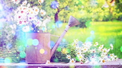 菊次郎的夏天小雏菊阳光草地树木