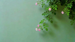 蔷薇花
