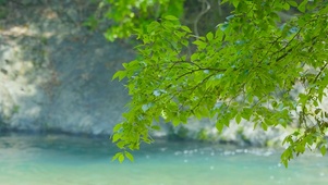护眼清新绿叶溪流