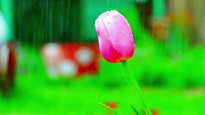 4K雨中方郁金香