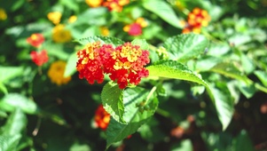 植物花朵